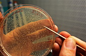 Bacterial research