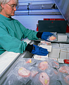 Technician at brain bank with frozen brain slices