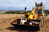 Carcass of a BSE-infected cow in JCB bucket