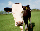 Image simulating cow with mad cow disease (BSE)