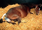 Mare giving birth to a foal