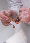 Injured herring gull