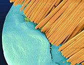 Coloured SEM of a toothbrush scrubbing a tooth
