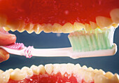 Tooth brushing seen from inside the mouth