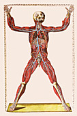 Muscles,organs and blood vessels