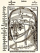 Brain anatomy,16th century diagram