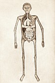 Internal anatomy,14th century artwork