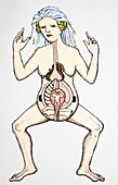 Pregnancy anatomy,15th century artwork