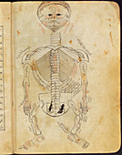 15th century drawing of the skeletal system