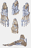 Foot bones and ligaments