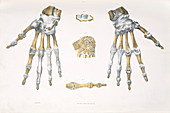 Hand bones and ligaments