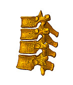 Spinal vertebrae