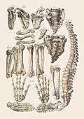 Bones of the human skeleton