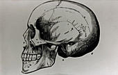 Artwork of a human skull seen from the side