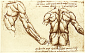 Back musculature