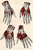 Muscles of the hand
