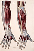Muscles of the hand and forearm