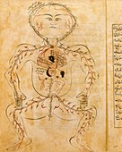 15th century drawing of the circulatory system