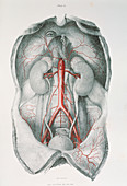 Abdominal arteries