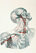 Neck arteries