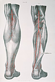 Lower leg arteries