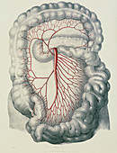 Intestinal arteries