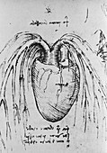 Heart anatomy,15th century
