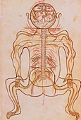15th century drawing of human nervous system