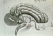 Engraving of visual activity of the brain and eyes