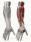 Arm nerves