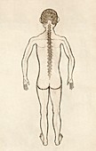 Spinal anatomy,14th century artwork