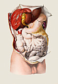 Abdominal organs