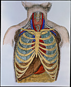 Historical artwork of organs in the human thorax