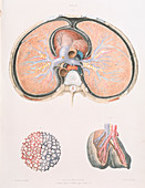 Lung anatomy