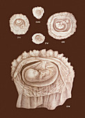 Development of a foetus in a womb,1891