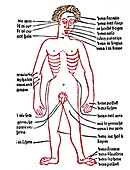 Bloodletting sites,15th century diagram