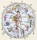 Medical zodiac,15th century diagram