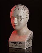 Phrenology bust