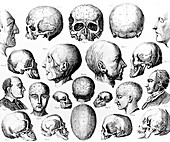 Historical art of phrenological skulls and heads