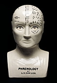 Phrenology bust