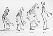 Historical artwork of various primate skeletons