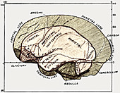 Human and gorilla brains