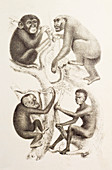 Artwork of four apes,1874