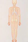 Artwork of a normal human skeleton