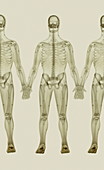 Human skeletons X-ray