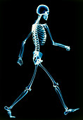 Human skeleton walking