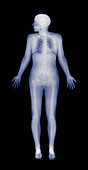Female skeleton,X-ray
