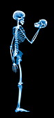 Skeleton holding a skull,X-ray