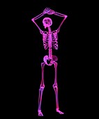 Human skeleton,computer artwork