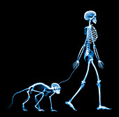 Skeleton walking a marmoset,X-ray